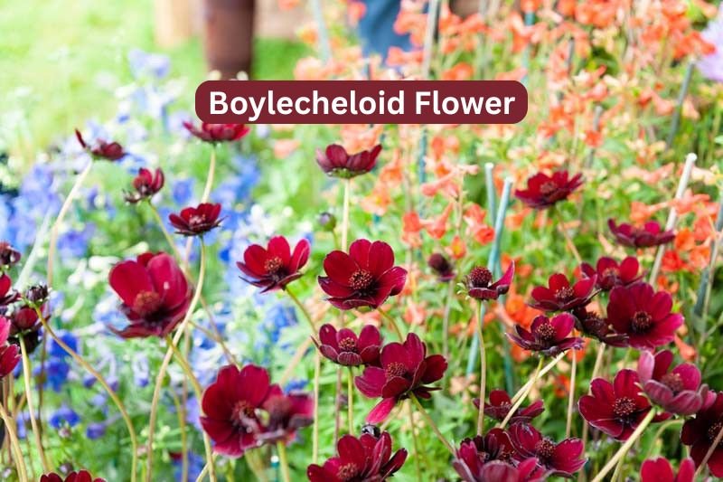 Boylecheloid Flower Complete Myth, Advantages and Symbolism